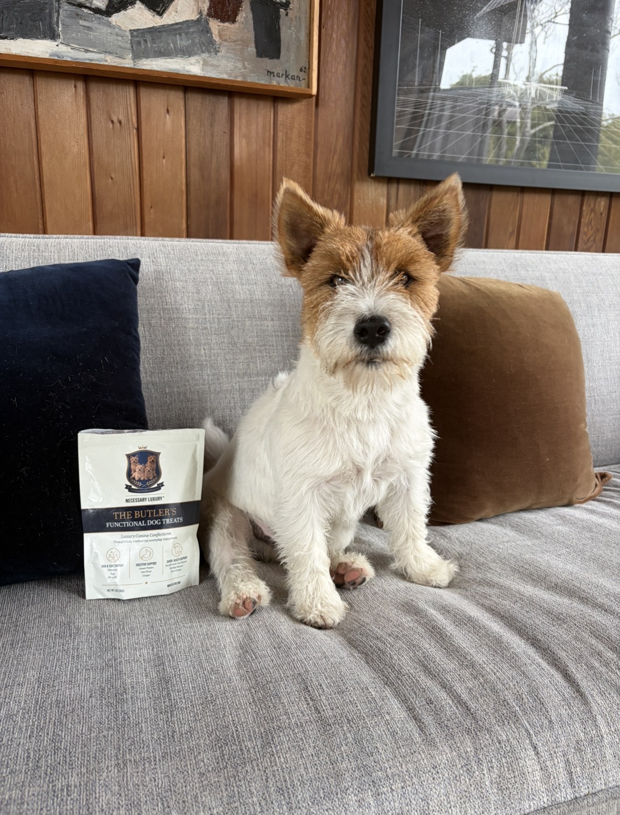 Jack, reviewed on Paws & Praise