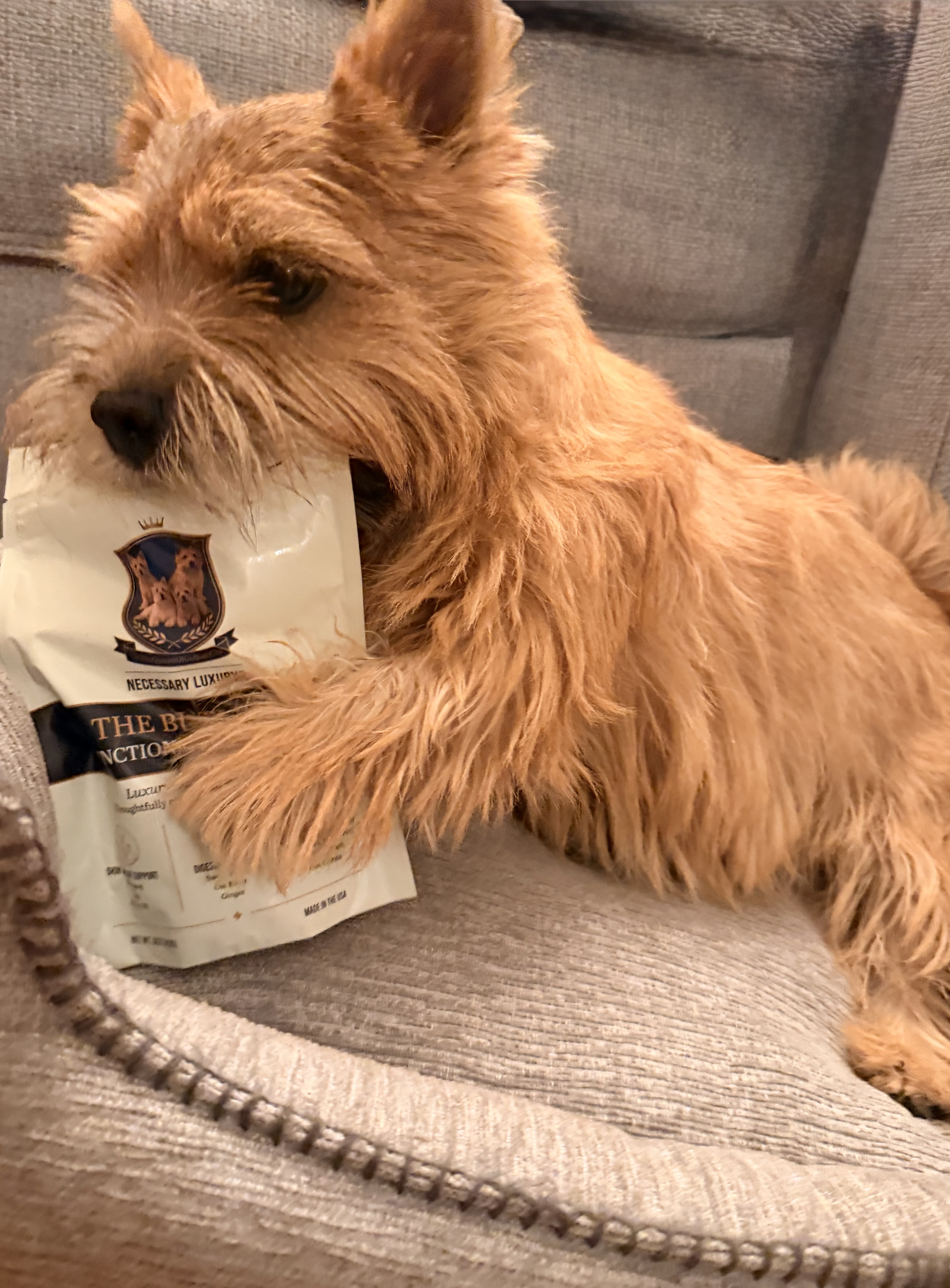 Toby, reviewed on Paws & Praise
