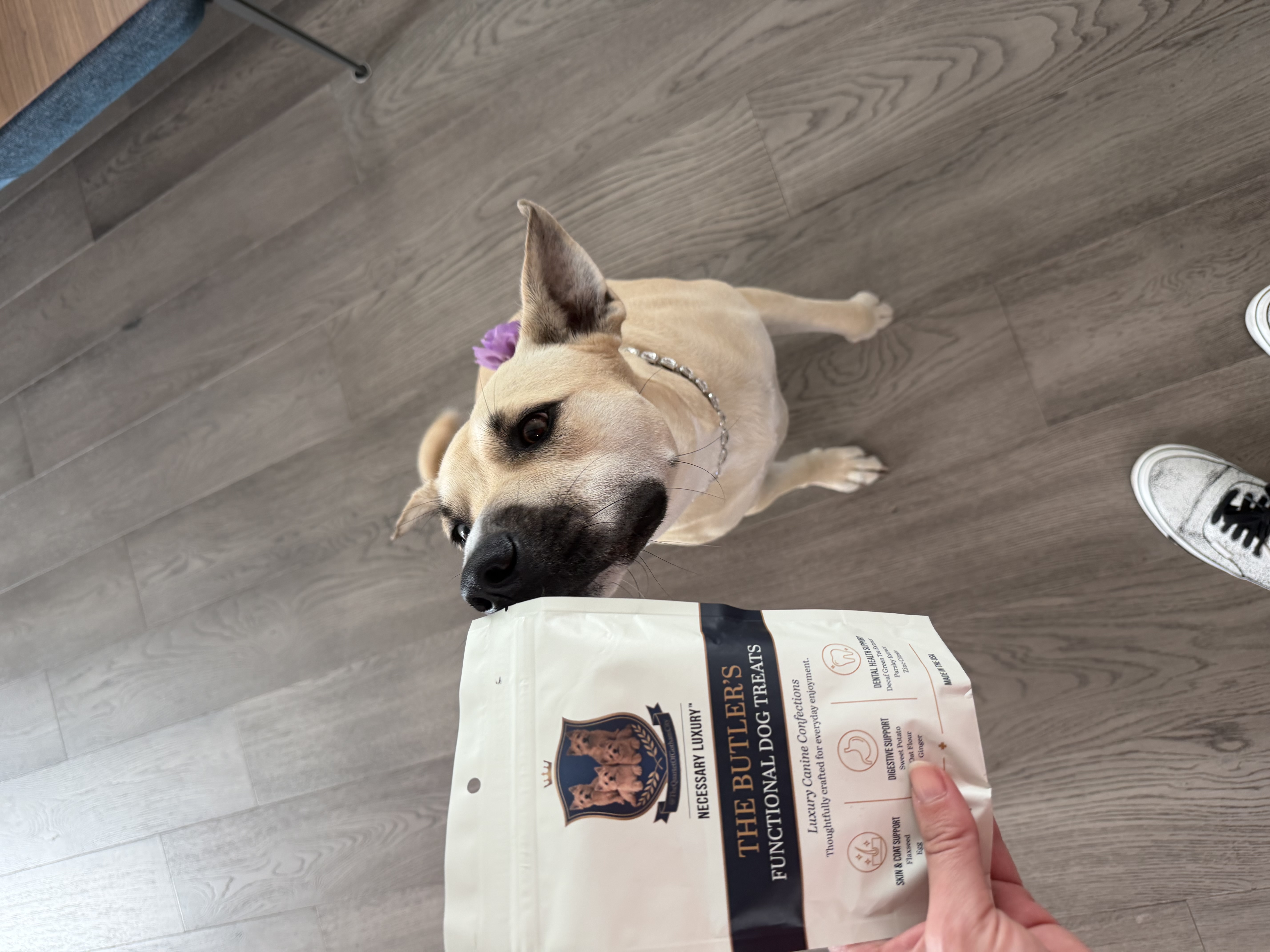 Eunice, reviewed on Paws & Praise