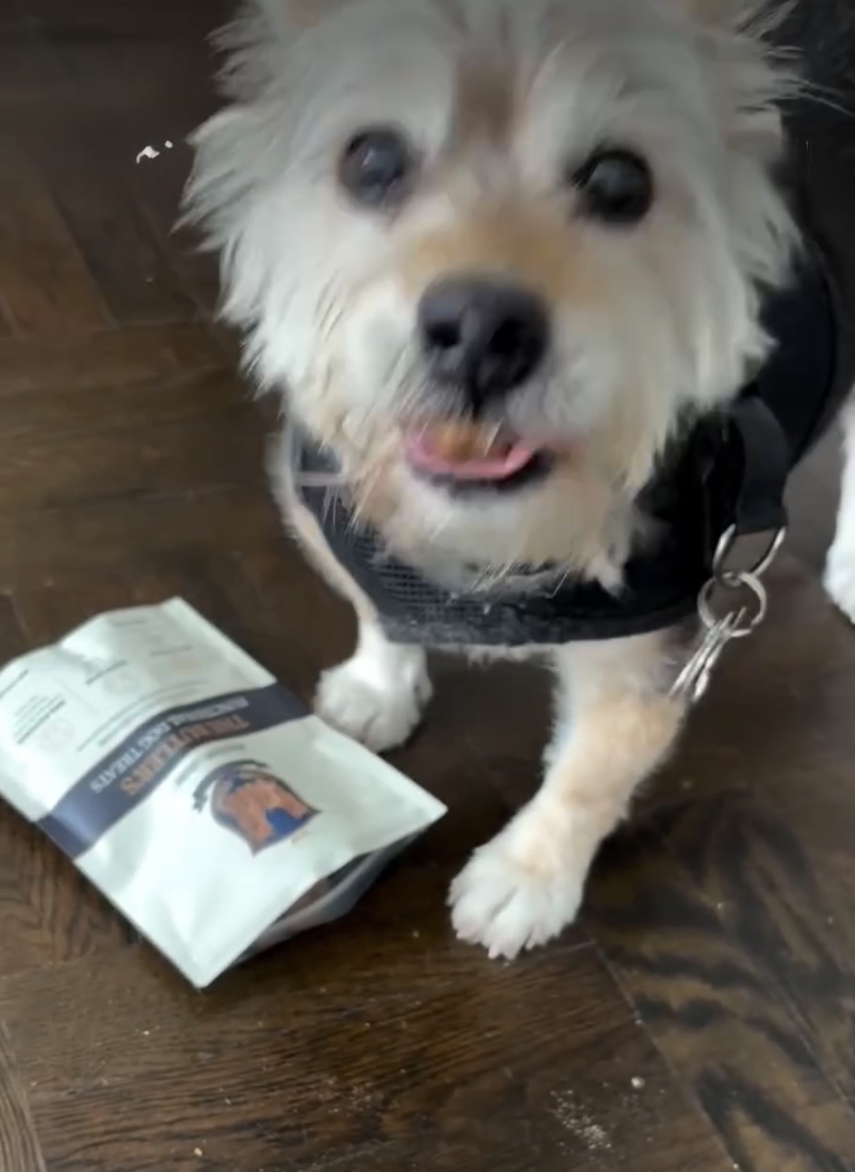 Bella, reviewed on Paws & Praise