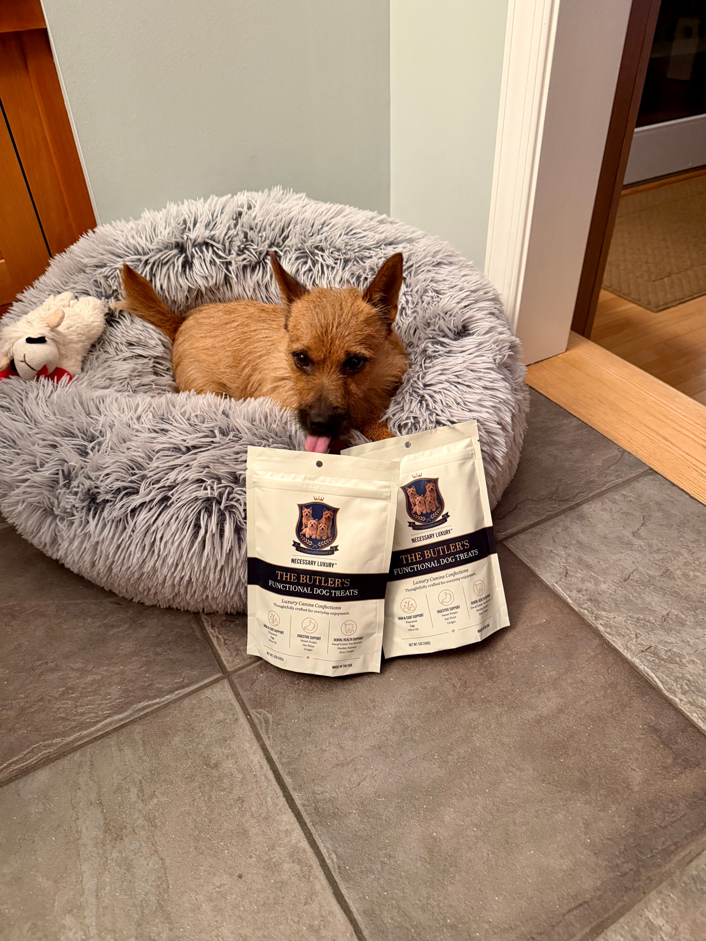 Pixy, reviewed on Paws & Praise