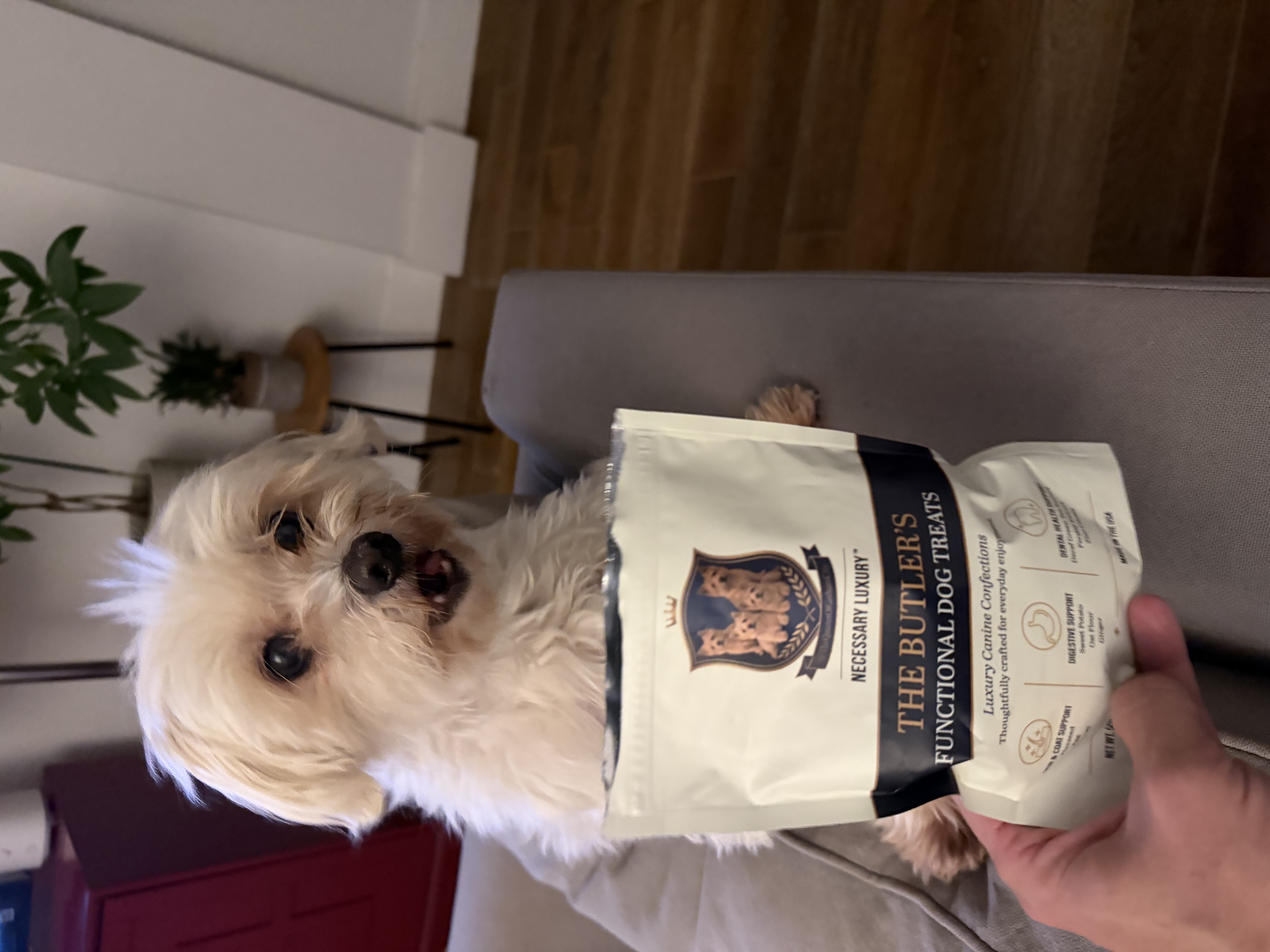 Chicky, reviewed on Paws & Praise