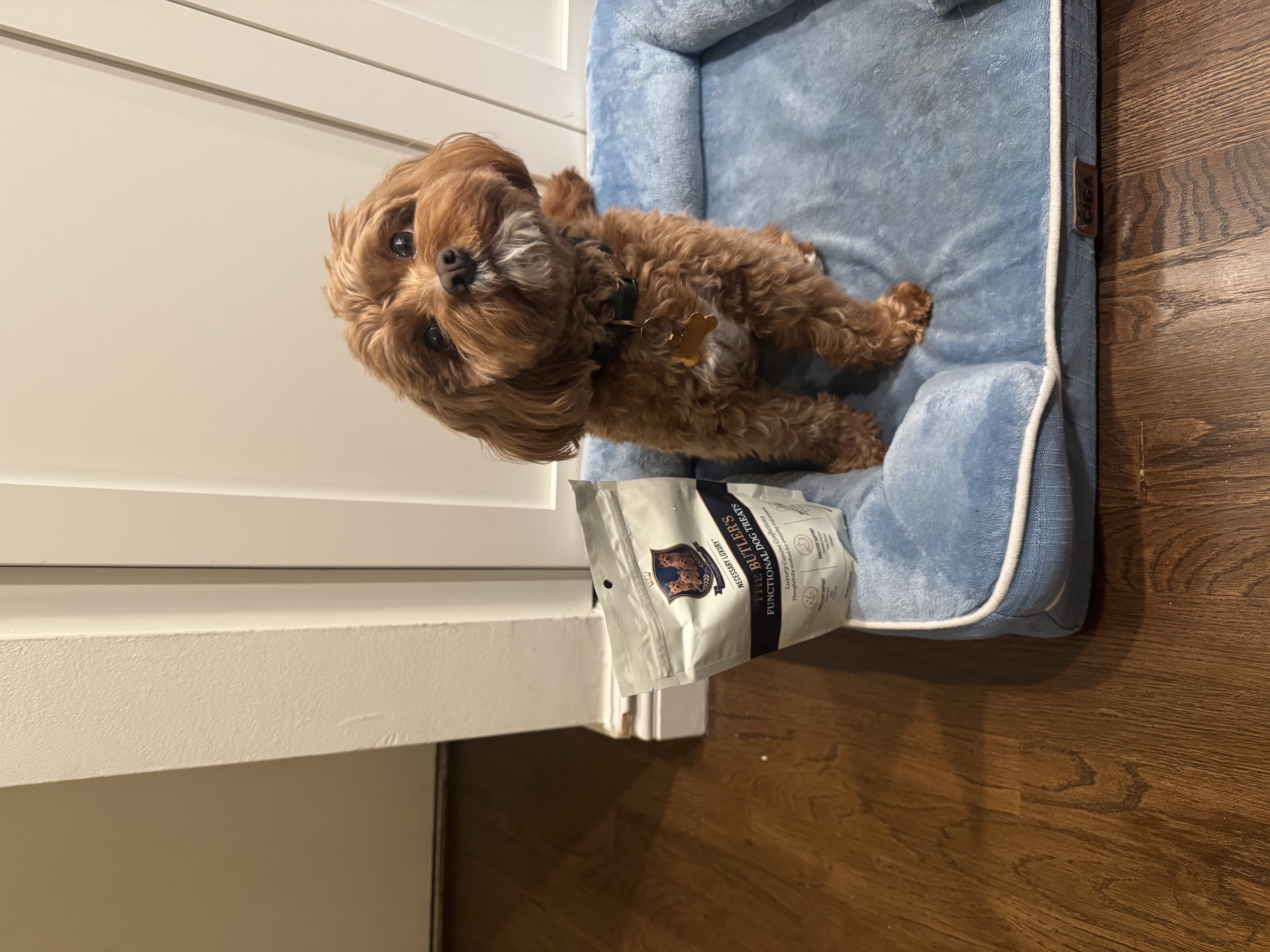 Ruby, reviewed on Paws & Praise